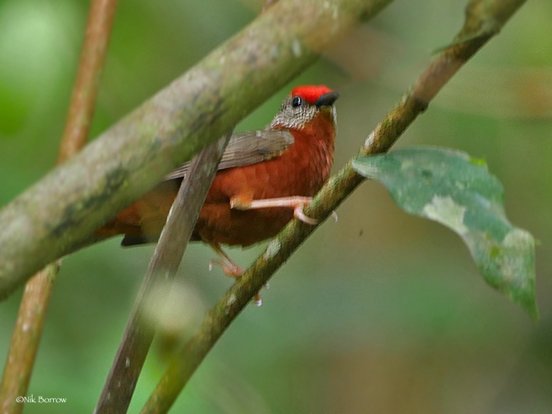 Red-fronted Antpecker illustration