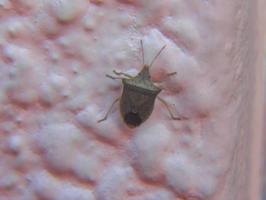 Diceraeus