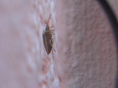 Diceraeus