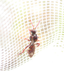 Nomada ruficornis