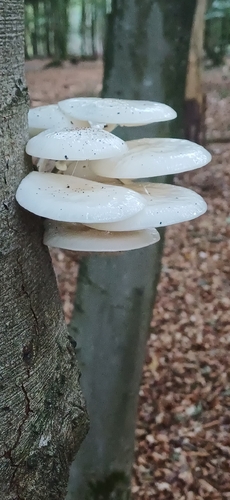 porcelain mushroom