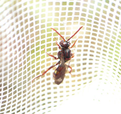 Nomada ruficornis