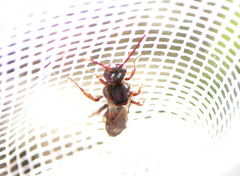 Nomada ruficornis