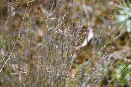 Aristida ramosa observed 2026-09-28