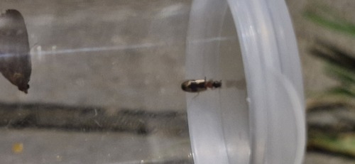 Anomotarus observed 2026-09-29
