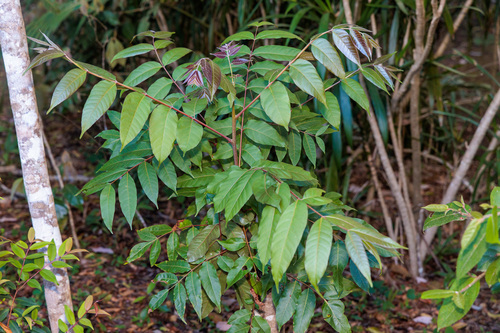 Toona ciliata observed 2026-09-30