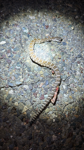 Northern Pacific Rattlesnake