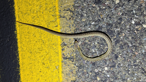 Pacific Gopher Snake