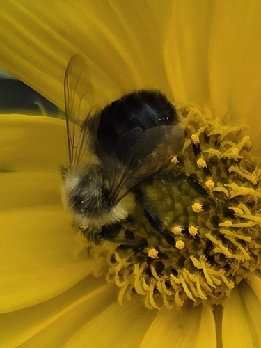 Common Eastern Bumble Bee