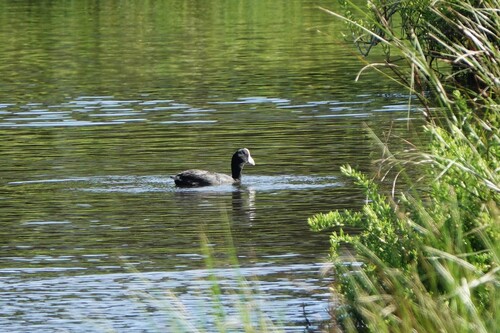Fulica alai observed 2026-09-29