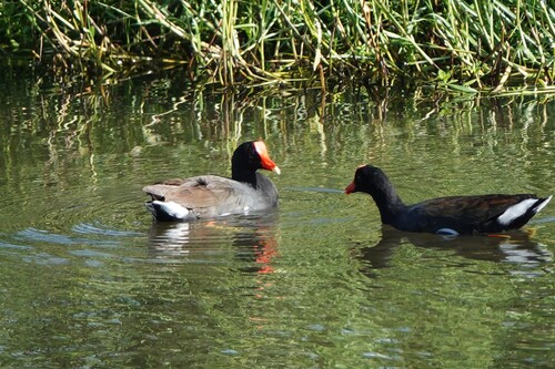 Gallinula chloropus observed 2026-09-29