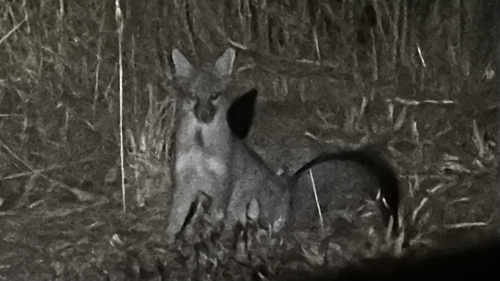 Gray Fox