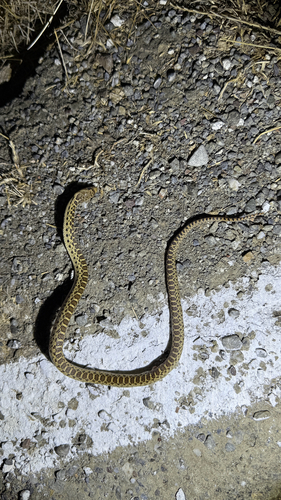 Pacific Gopher Snake