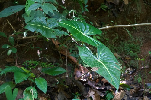 Adelonema panamense
