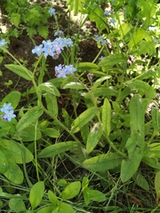 Myosotis sylvatica
