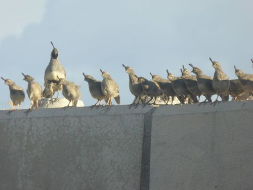 Gambel's Quail