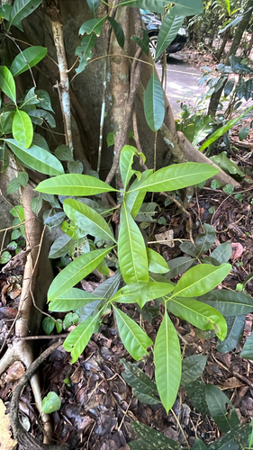 Chionanthus ramiflorus observed 2026-09-30