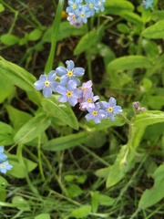 Myosotis sylvatica