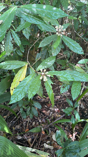 Pittosporum rubiginosum observed 2026-09-30