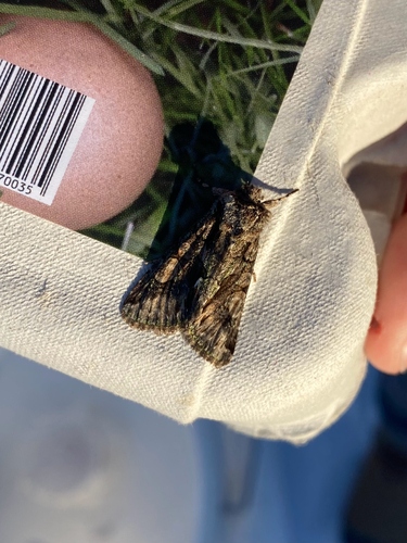Green-brindled Crescent