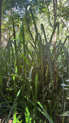 Scirpodendron ghaeri observed 2026-09-30