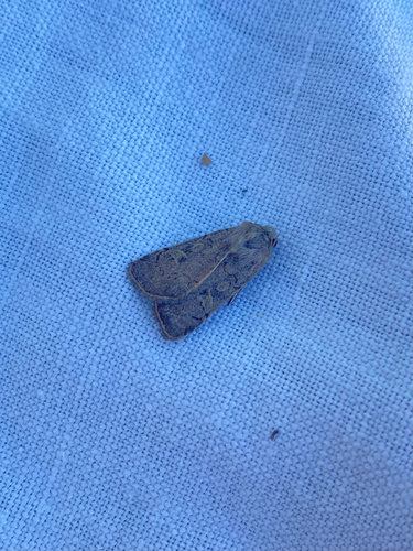 Square-spot Rustic