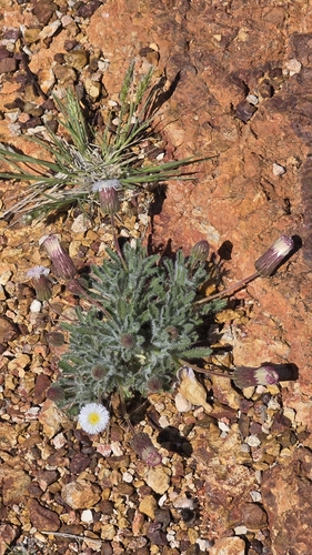 Ixiochlamys cuneifolia, 2026-09-18
