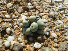 Conophytum calculus