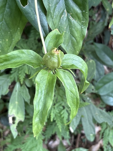 Paris polyphylla observed 2026-09-30