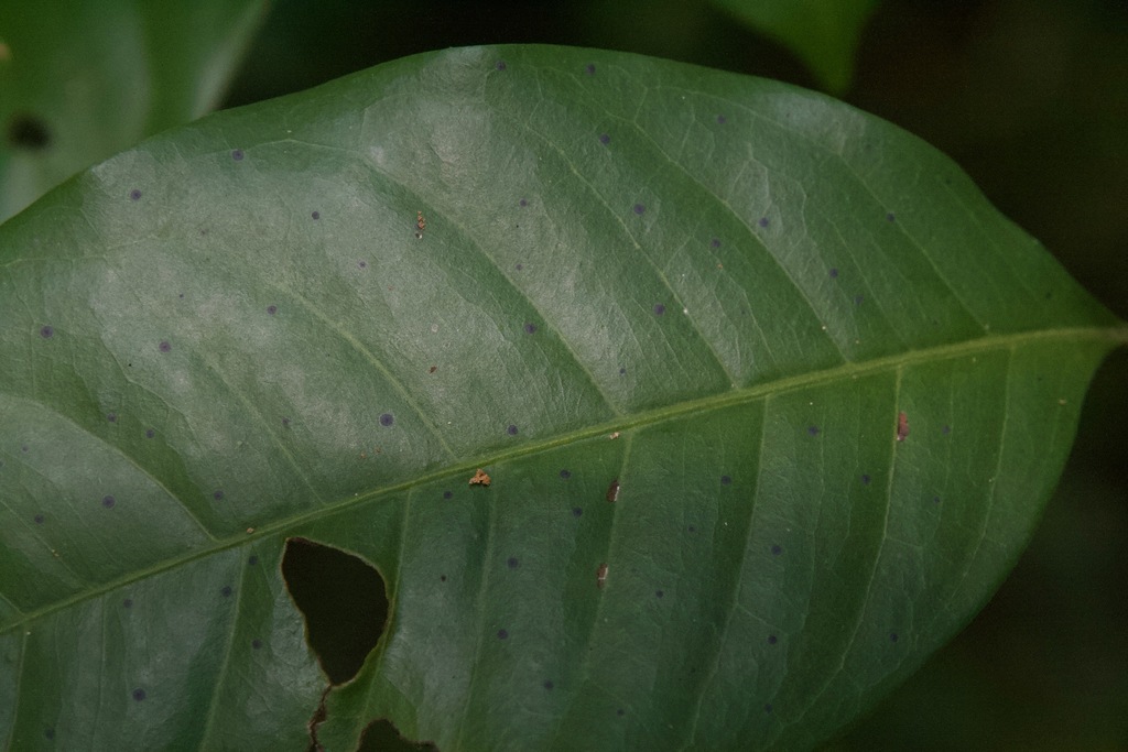 Scolecopeltidium
