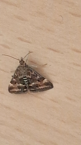 Straw-barred Pearl