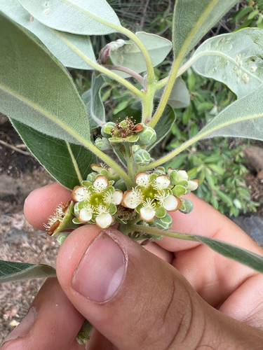 Lophostemon grandiflorus