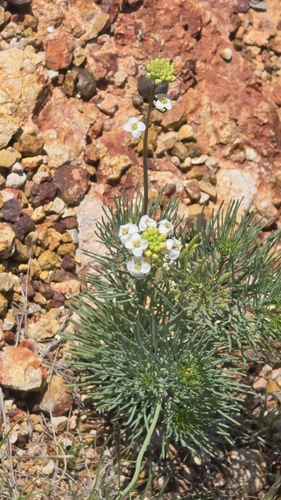 Arabidella glaucescens observed 2026-09-18