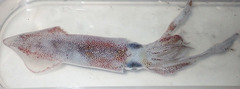 Uroteuthis