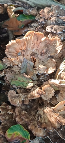 hen of the woods