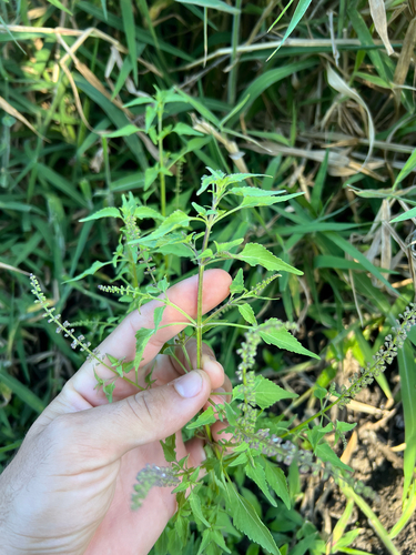 Basilicum polystachyon observed 2026-09-30