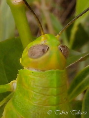 Valanga