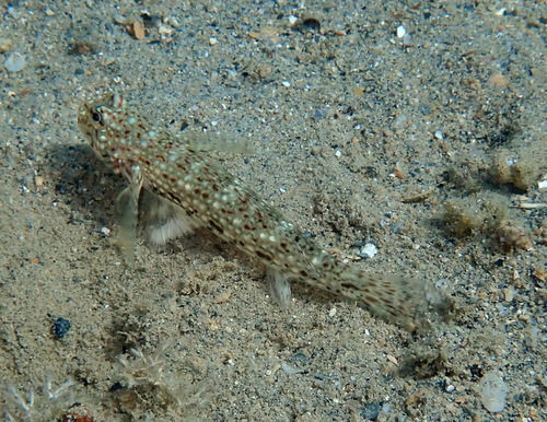 Istigobius decoratus observed 2026-09-30