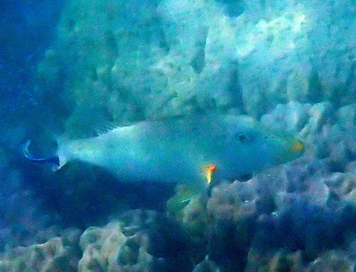 Lethrinus xanthochilus observed 2026-09-30