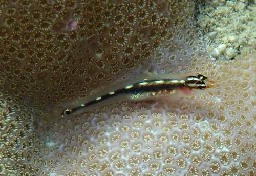 Eviota sebreei observed 2026-09-30