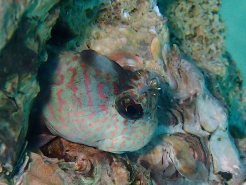 Istiblennius dussumieri observed 2026-09-30