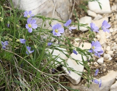 Linum alpinum