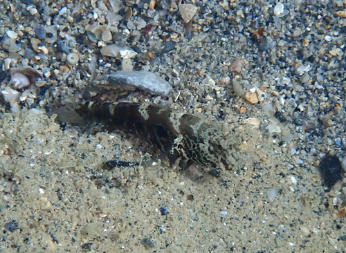 Cryptocentrus strigilliceps observed 2026-09-30