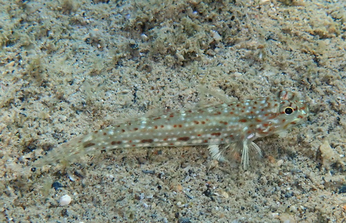Istigobius decoratus observed 2026-09-30