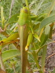 Valanga
