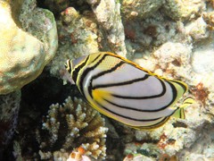 Chaetodon meyeri