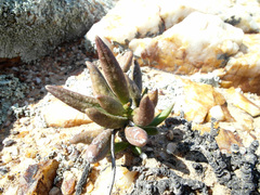 Adromischus marianiae