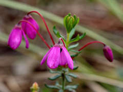 Tetratheca bauerifolia