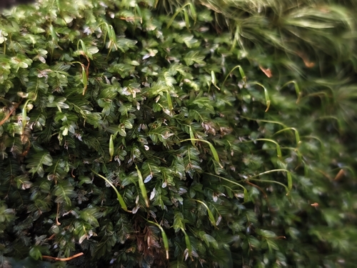 Rhizogonium distichum observed 2026-09-30