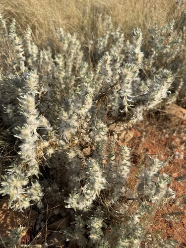 Sclerolaena lanicuspis, 2026-09-27